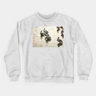 Group of Brown Pelicans Crewneck Sweatshirt